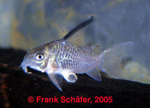 Corydoras armatus „spotted“