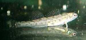 Etheostoma fusiforme