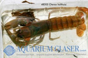 Cherax holthuisi