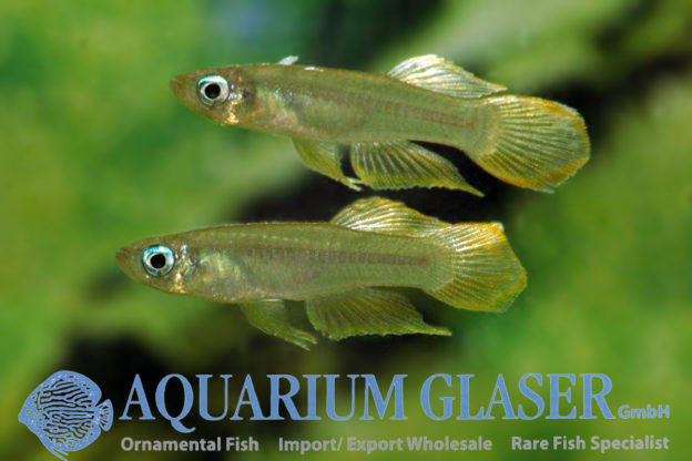 Aplocheilichthys normani Aquarium Glaser GmbH
