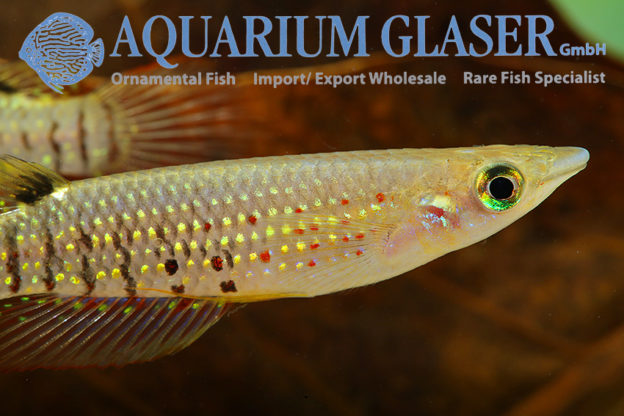 Aplocheilus lineatus Wild Aquarium Glaser GmbH