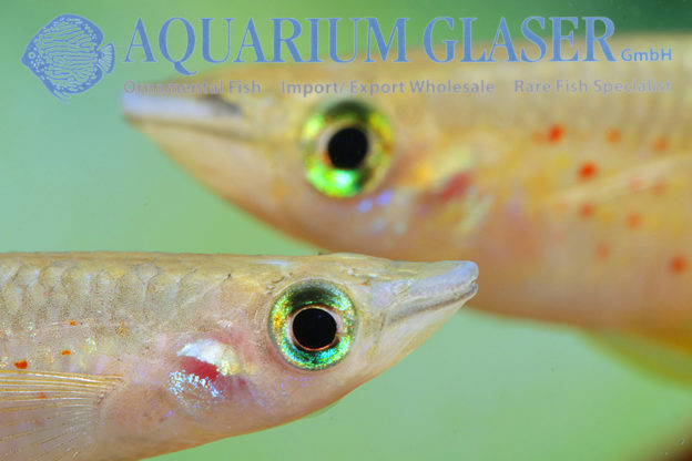 Aplocheilus lineatus Wild Aquarium Glaser GmbH