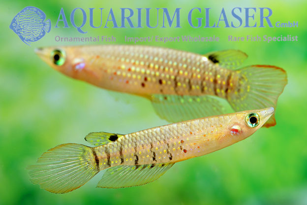 Aplocheilus lineatus Wild Aquarium Glaser GmbH