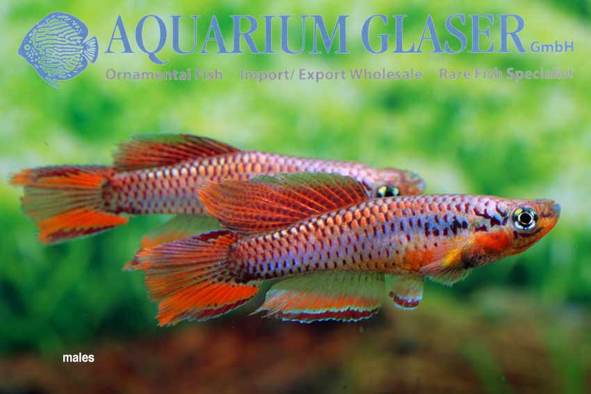 Chromaphyosemion bitaeniatum