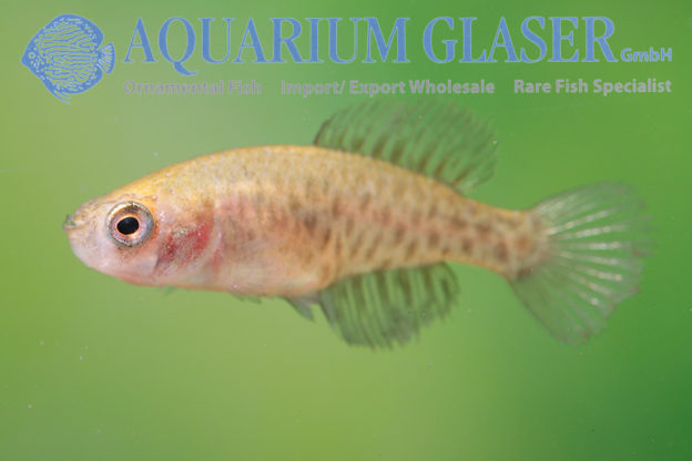 Austrolebias nigripinnis Aquarium Glaser GmbH