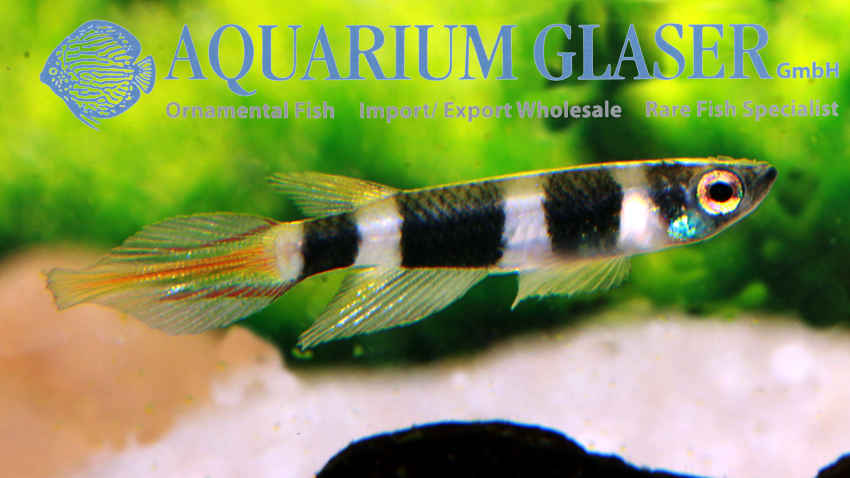 Pseudepiplatys annulatus CONAKRY - Aquarium Glaser GmbH