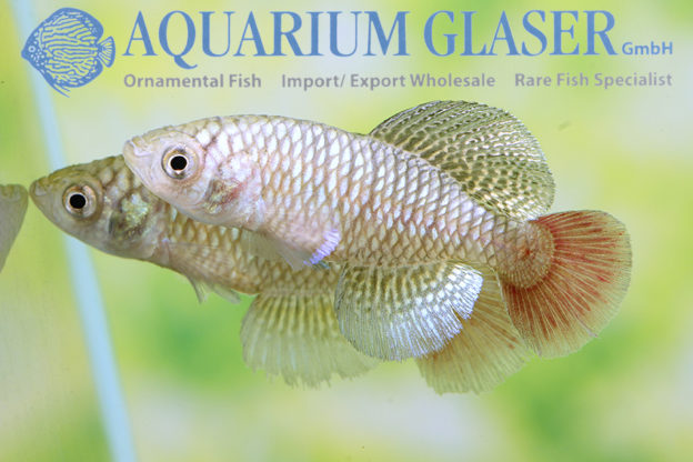 Nothobranchius patrizii Aquarium Glaser GmbH