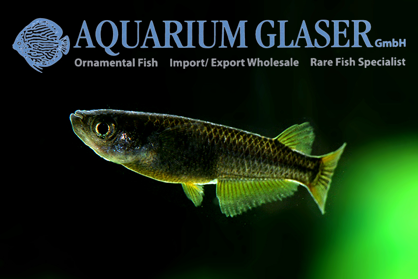 Small black freshwater best sale fish