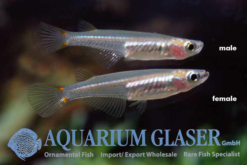 Oryzias mekongensis Aquarium Glaser GmbH