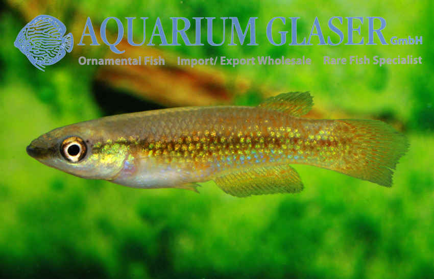 Pachypanchax omanolotus Aquarium Glaser GmbH