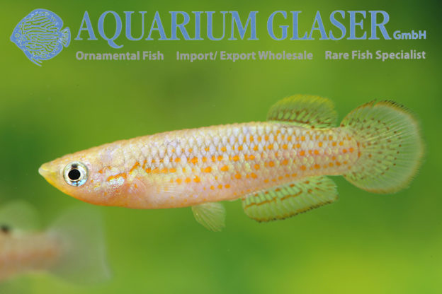Pachypanchax playfairii Aquarium Glaser GmbH