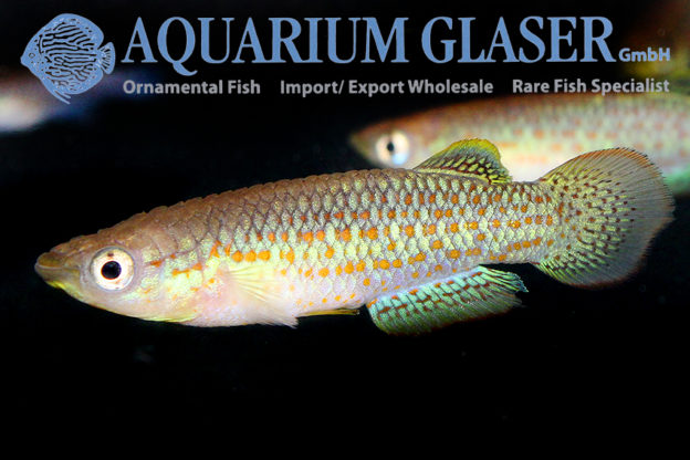 Pachypanchax playfairii Aquarium Glaser GmbH