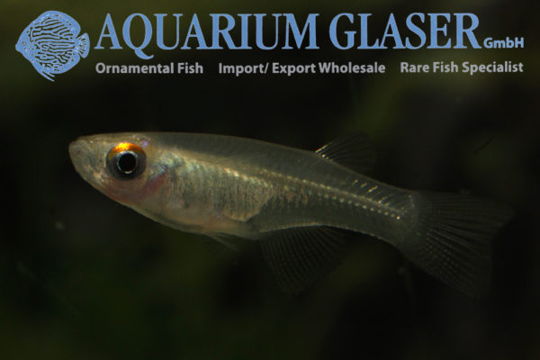 Procatopus aberrans Aquarium Glaser GmbH