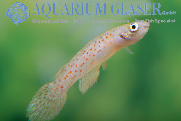 Anablepsoides collieri (früher Rivulus ornatus) Aquarium Glaser GmbH