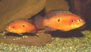 Hemichromis sp. Bangui