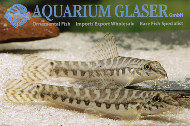 Paracanthocobitis botia Aquarium Glaser GmbH