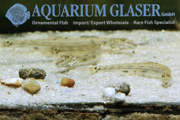 Acanthopsoides robertsi Aquarium Glaser GmbH