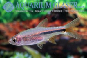 Rasbora paucisqualis