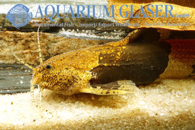 Akysis prashadi Aquarium Glaser GmbH