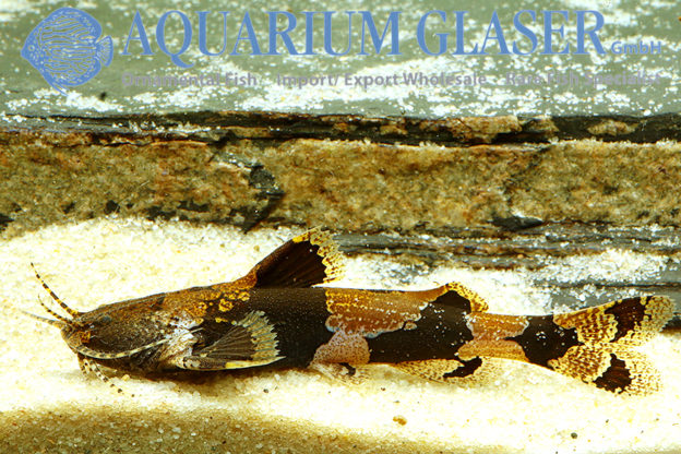 Akysis prashadi Aquarium Glaser GmbH