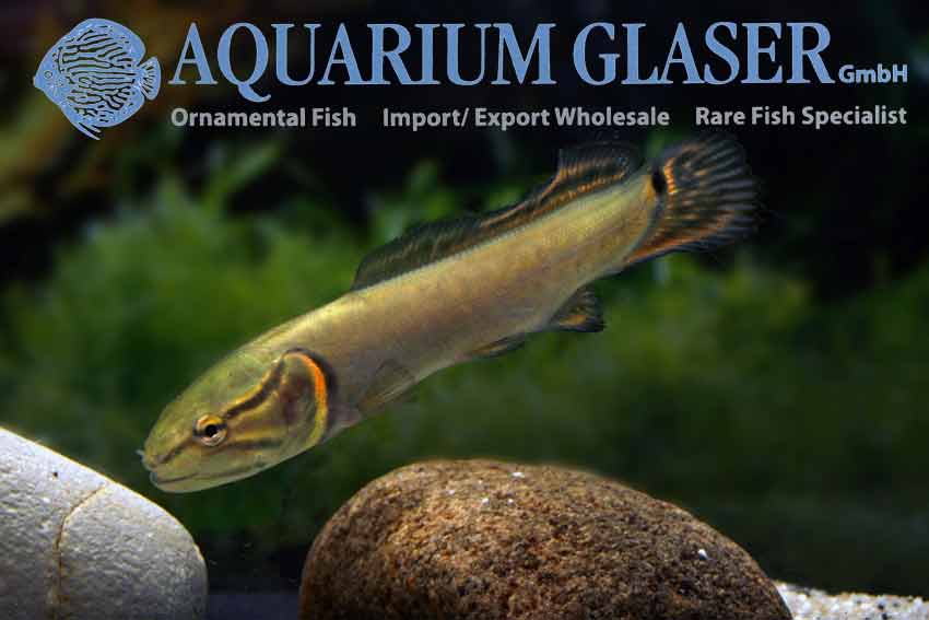 Amia calva - Aquarium Glaser GmbH