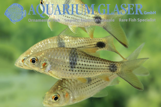 Systomus binduchitra Aquarium Glaser GmbH