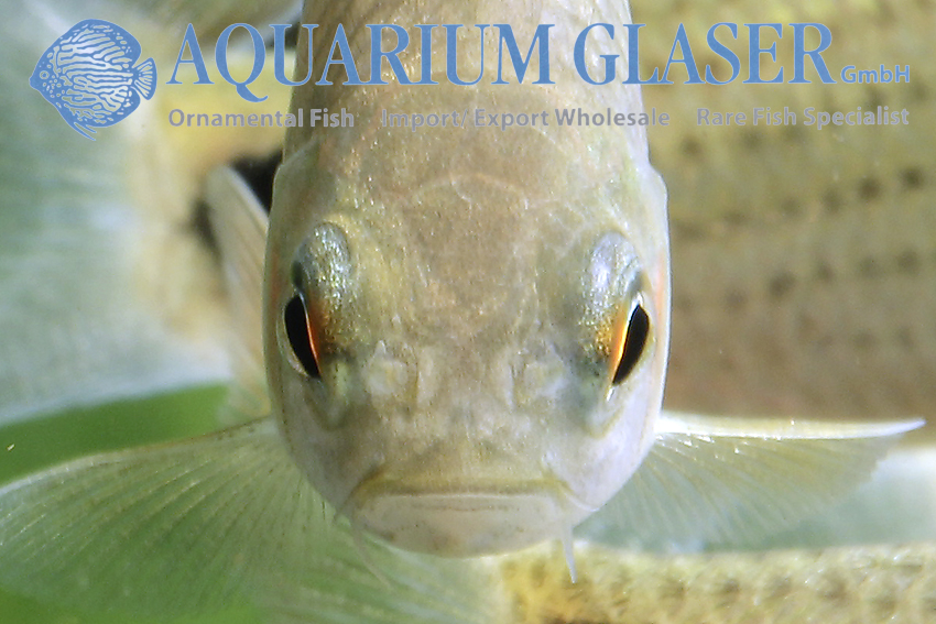 Systomus binduchitra Aquarium Glaser GmbH