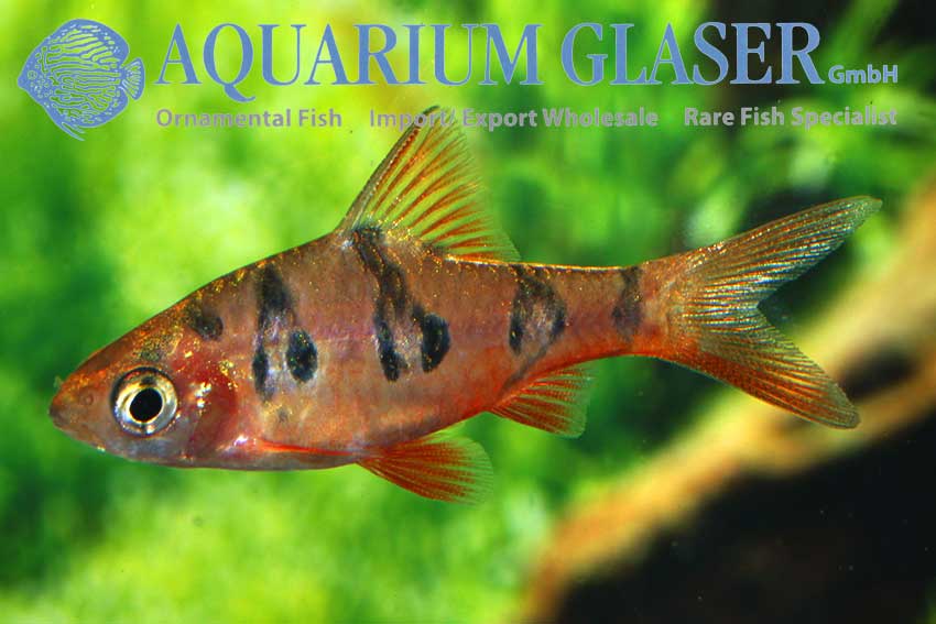 Barbus rhomboocellatus Aquarium Glaser GmbH