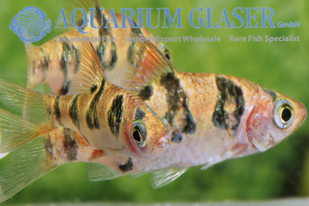 Desmopuntius rhomboocellatus Aquarium Glaser GmbH