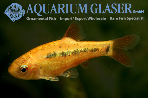 Barbodes „schuberti“ Aquarium Glaser GmbH