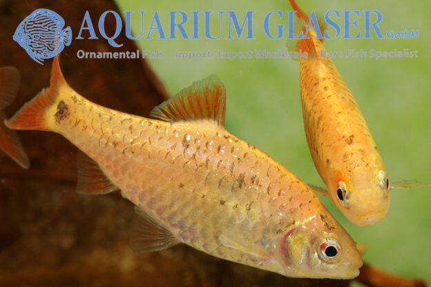Barbodes „schuberti“ Aquarium Glaser GmbH