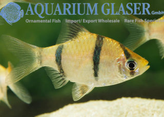 aquarium fish shopping online
