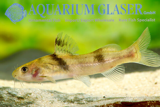 Batasio fasciolatus - Aquarium Glaser GmbH
