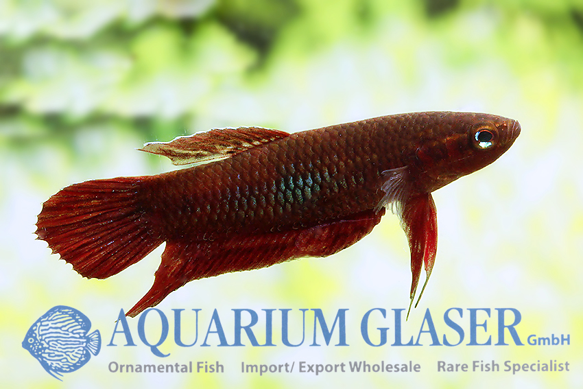 Betta coccina hot sale for sale