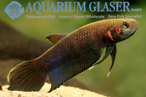 Betta foerschi Nachzucht Aquarium Glaser GmbH