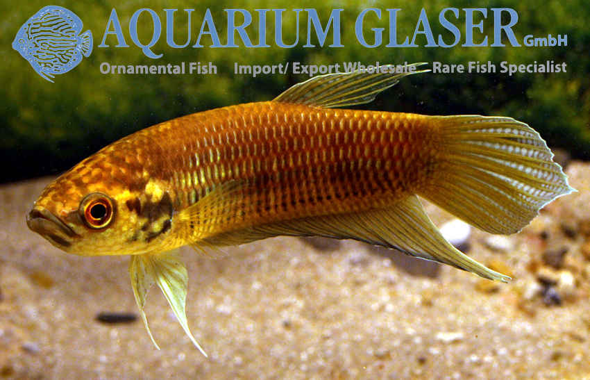 Betta pi - Aquarium Glaser GmbH