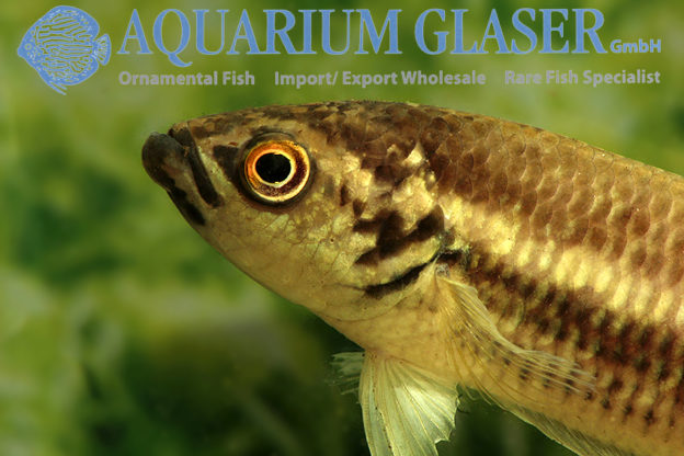 Betta pi - Aquarium Glaser GmbH