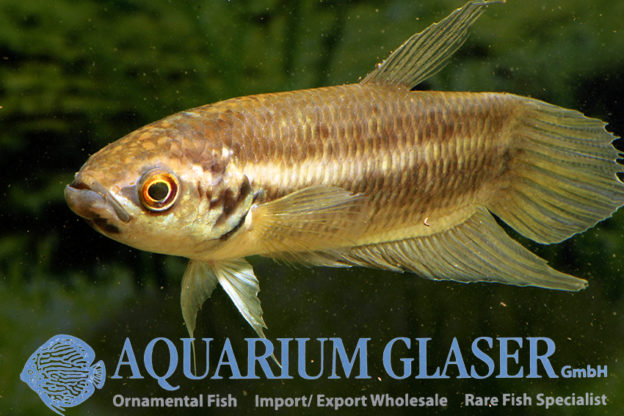 Betta pi - Aquarium Glaser GmbH