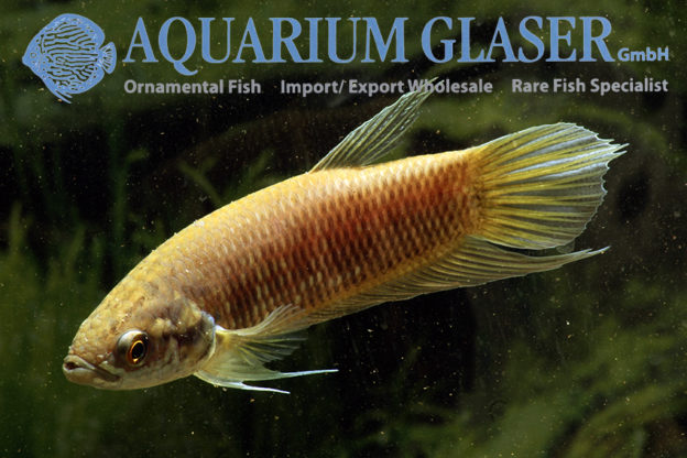 Betta pi - Aquarium Glaser GmbH