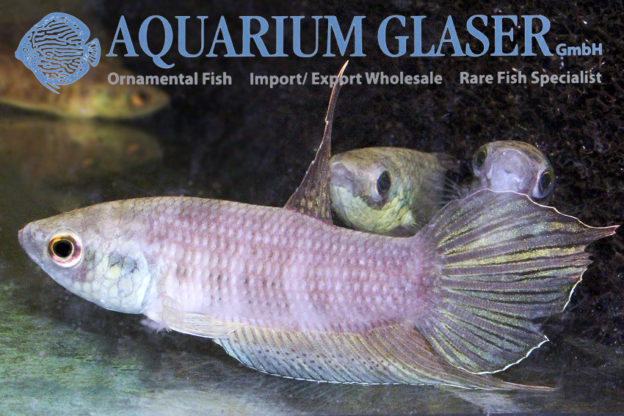 Betta raja Aquarium Glaser GmbH