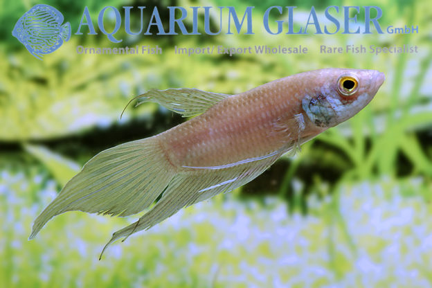 Betta raja - Aquarium Glaser GmbH