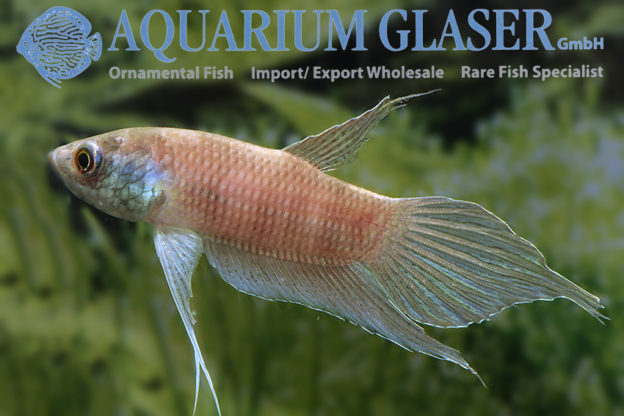Betta raja - Aquarium Glaser GmbH