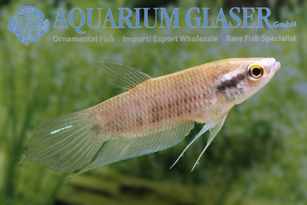 Betta raja - Aquarium Glaser GmbH