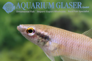 Betta raja - Aquarium Glaser GmbH