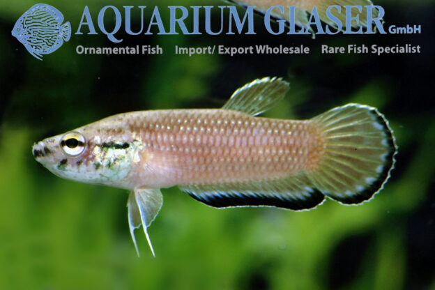 Betta simplex - Aquarium Glaser GmbH