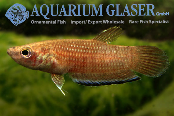 Betta simplex - Aquarium Glaser GmbH