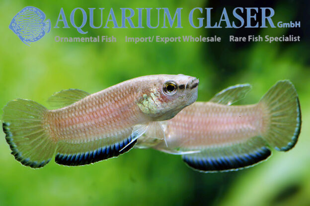Betta simplex - Aquarium Glaser GmbH