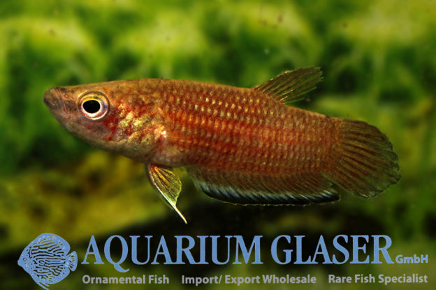 Betta simplex - Aquarium Glaser GmbH