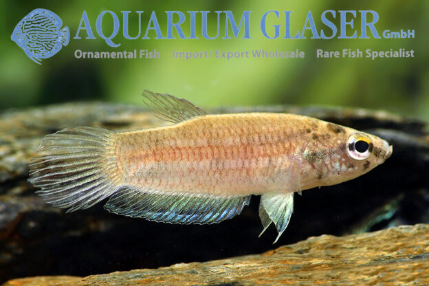 Betta simplex - Aquarium Glaser GmbH