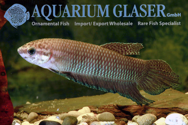Betta simorum - Aquarium Glaser GmbH